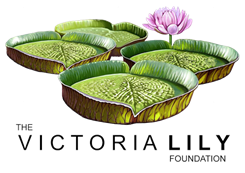 Logo of the Victoria Lily Foundation with layered lily pads and a blooming pink flower, representing resilience, nurturing, and positive impact.