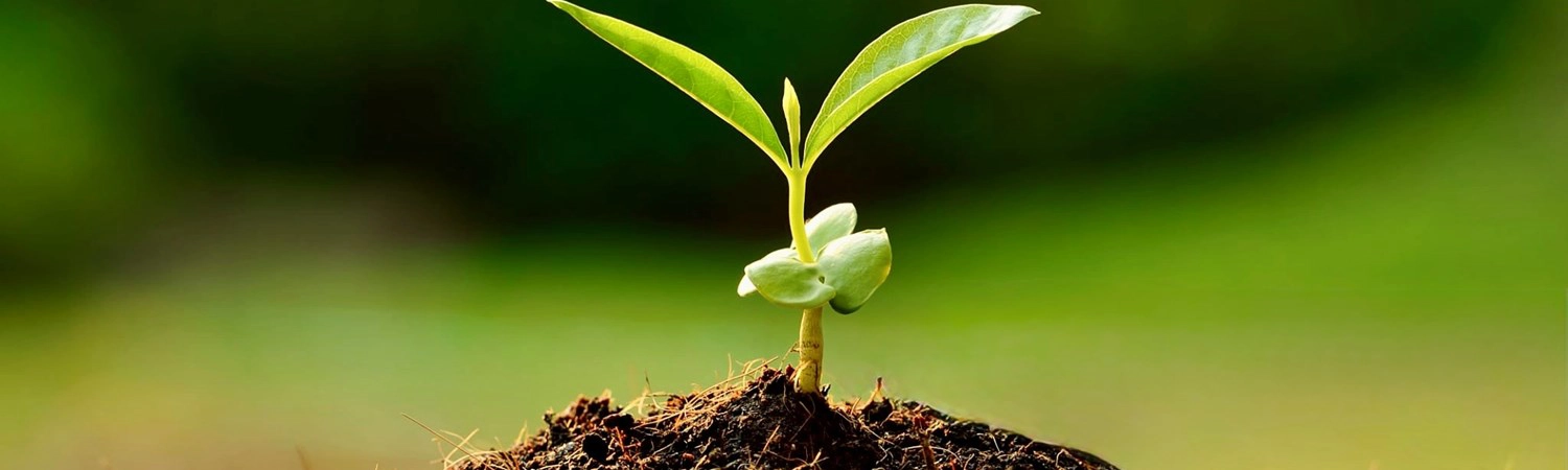 seedlings.jpg