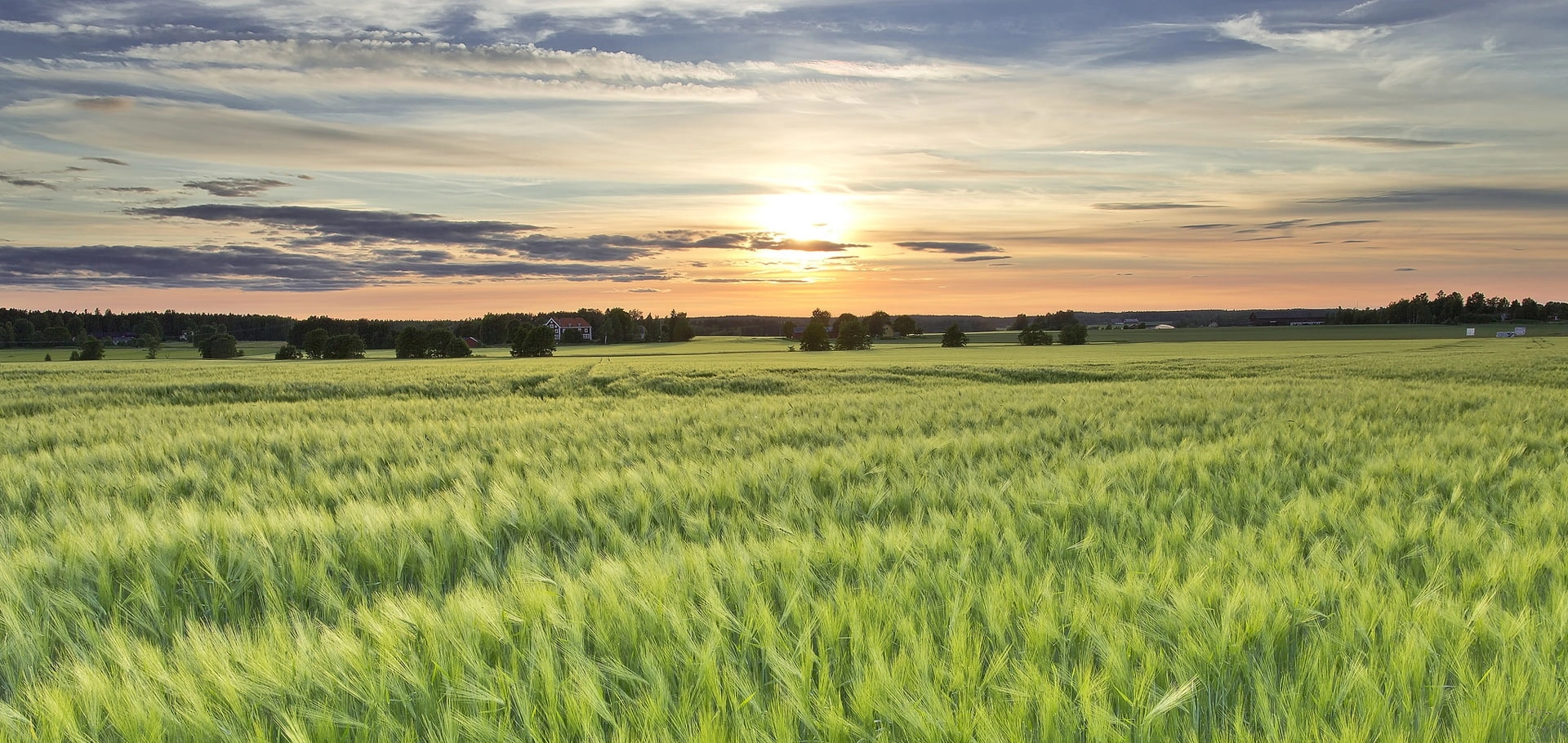 Barley field crop.png